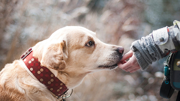 dogtreats610x343